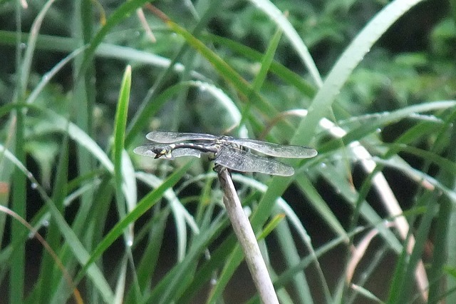 e0070891_18571194.jpg