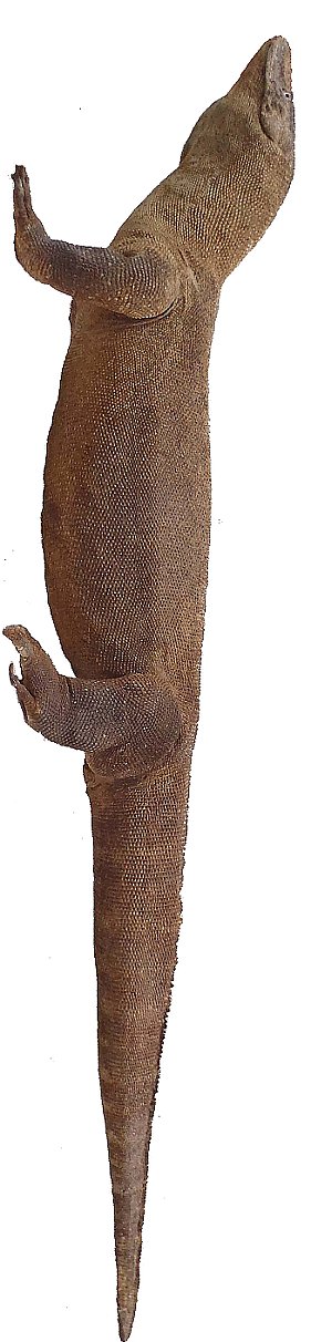 コモドドラゴン剥製、萩博物館で特別公開中！ : 萩博ブログ