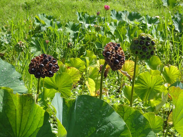 c0125501_712155.jpg