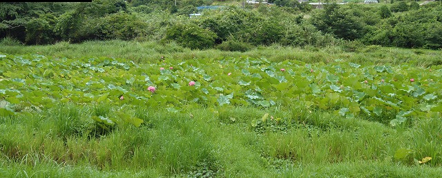 c0125501_713518.jpg