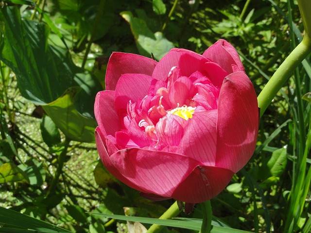 c0125501_723967.jpg
