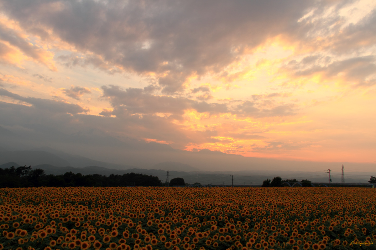 夕焼け色に染まるひまわり畑_f0185802_20205987.jpg