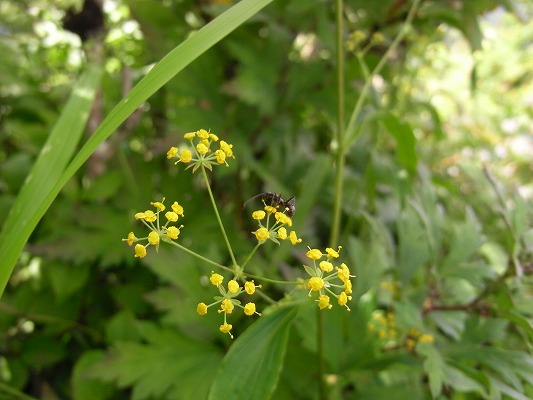 f0187402_10534670.jpg