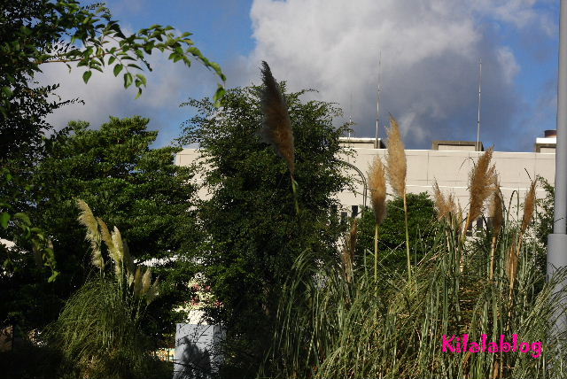 e0130008_2323323.jpg