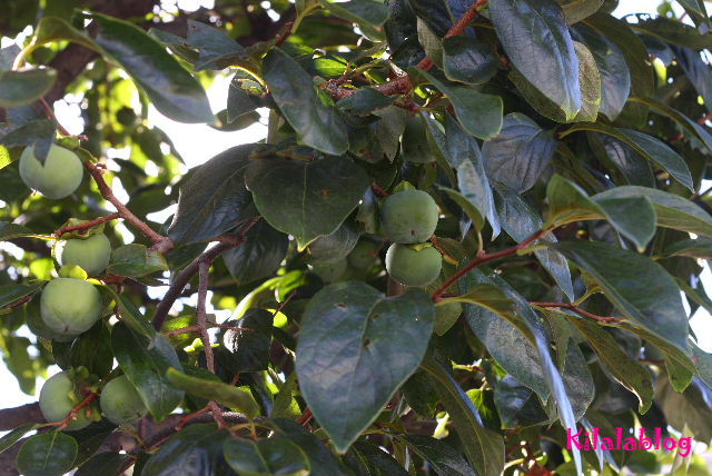 e0130008_23235114.jpg