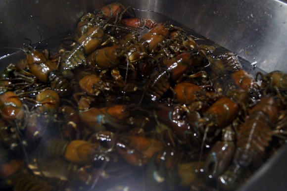 ザリガニ茹でました。_d0241813_164855.jpg