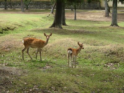 奈良公園の鹿_f0158625_1414678.jpg