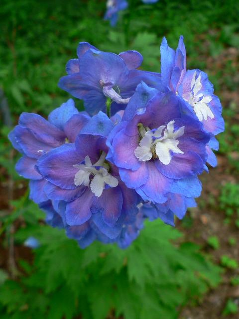デルフィニウム 花の仲間調べ
