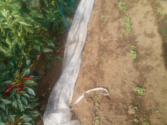 秋野菜の種まき、苗の植え付け....暑いですが..._b0137932_19442849.jpg