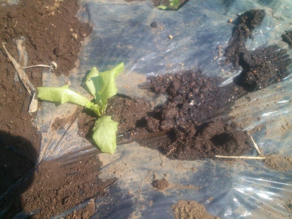 秋野菜の種まき、苗の植え付け....暑いですが..._b0137932_1945991.jpg