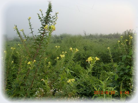 f0020336_208187.jpg