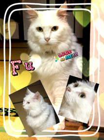 a0258037_0342333.png
