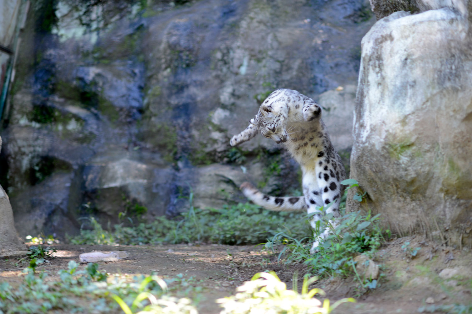 Ｄａｎｃｉｎｇ　Ｓｎｏｗ ｌｅｏｐａｒｄ_b0023856_6322282.jpg