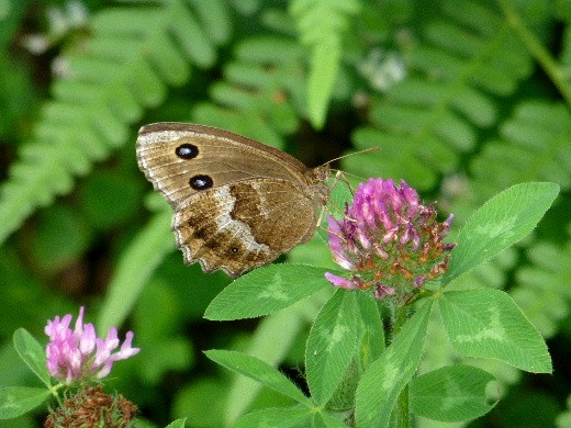 十勝の蝶・オオヒカゲとジャノメチョウ_d0084473_18102863.jpg