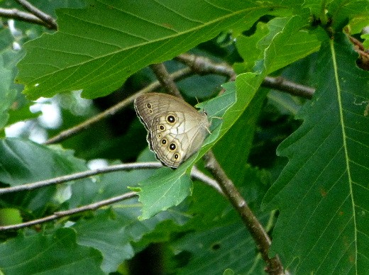 十勝の蝶・オオヒカゲとジャノメチョウ_d0084473_181029.jpg