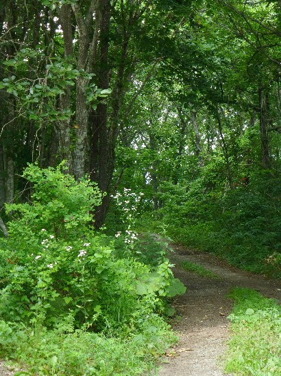 d0084473_1811167.jpg