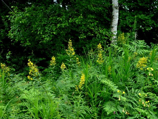 d0084473_1811472.jpg