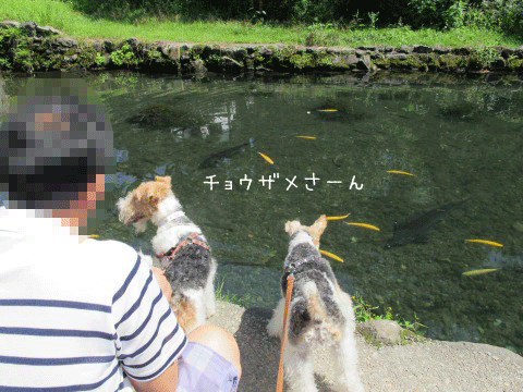 c0070377_1213984.gif