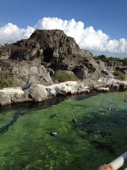 葛西臨海水族園_c0115779_10313531.jpg