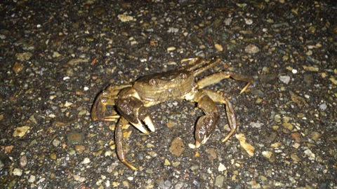 巨大沢ガニ捕獲!_d0182179_19573626.jpg