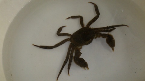 巨大沢ガニ捕獲!_d0182179_20121343.jpg