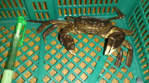 巨大沢ガニ捕獲!_d0182179_2025959.jpg