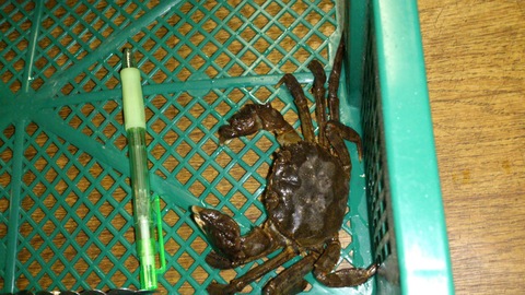 巨大沢ガニ捕獲!_d0182179_2041339.jpg
