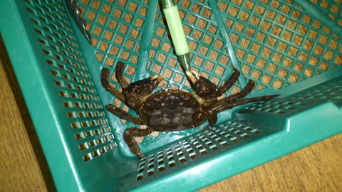 巨大沢ガニ捕獲!_d0182179_2065215.jpg