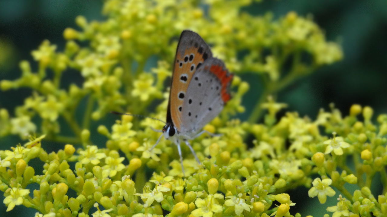 身近でみる、生き物たち　　　２０１２．８．１８_c0153880_1814317.jpg