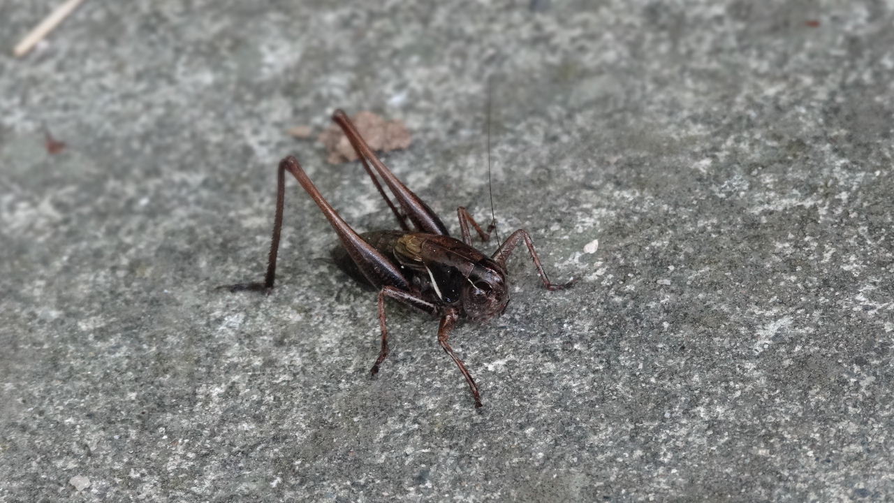 身近でみる、生き物たち　　　２０１２．８．１８_c0153880_1843427.jpg