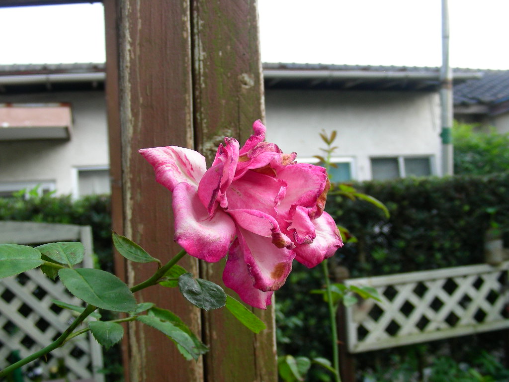 気がつくとｶﾝﾅの花が咲いてます。_b0096584_1733125.jpg