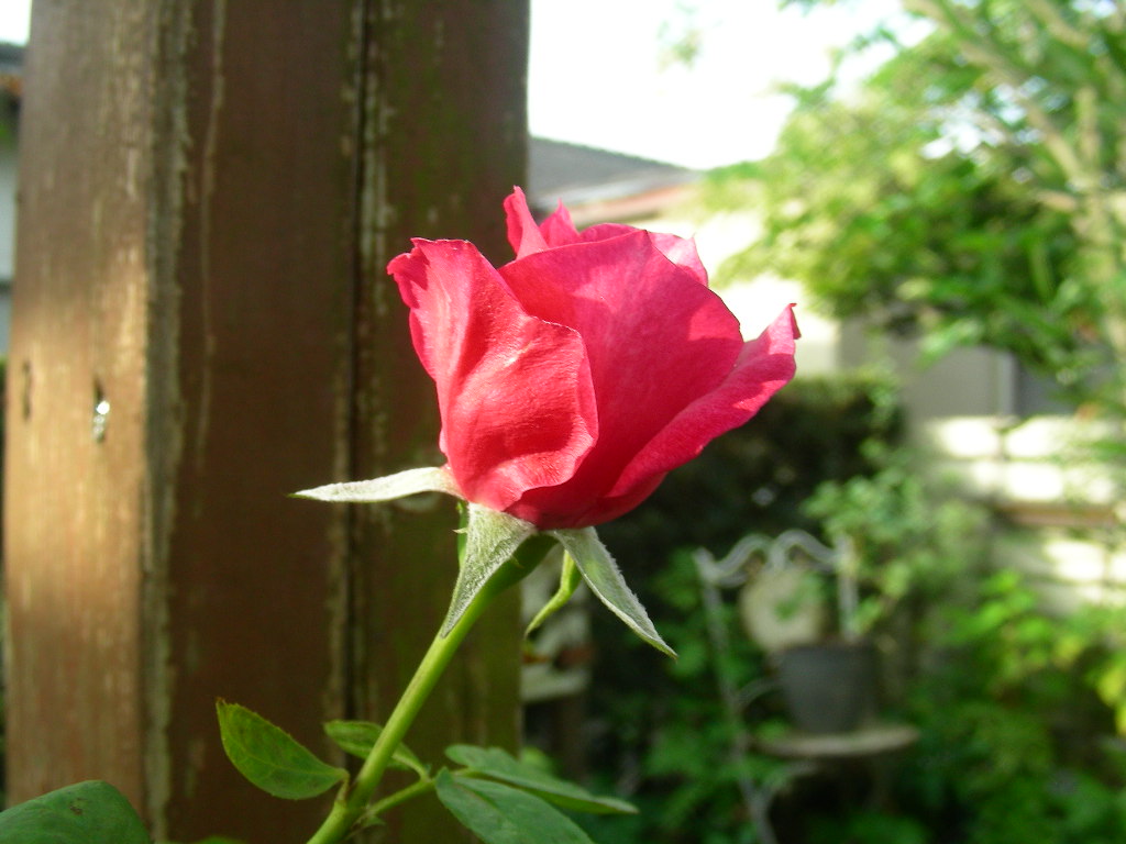 気がつくとｶﾝﾅの花が咲いてます。_b0096584_17374175.jpg