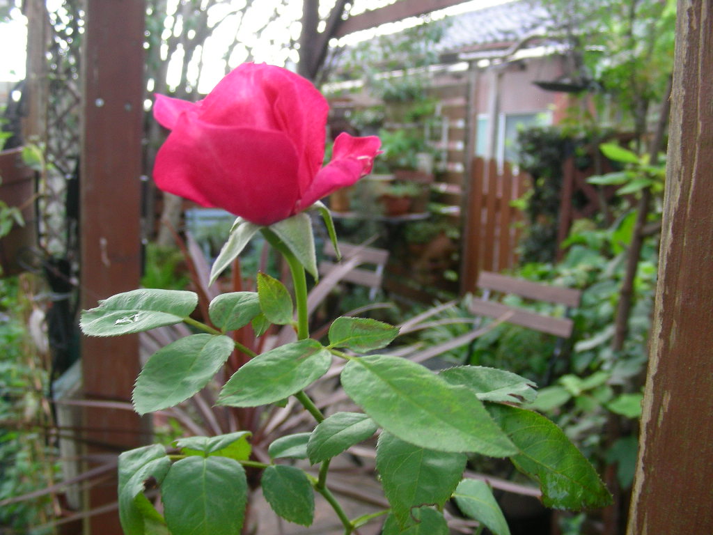 気がつくとｶﾝﾅの花が咲いてます。_b0096584_1738142.jpg