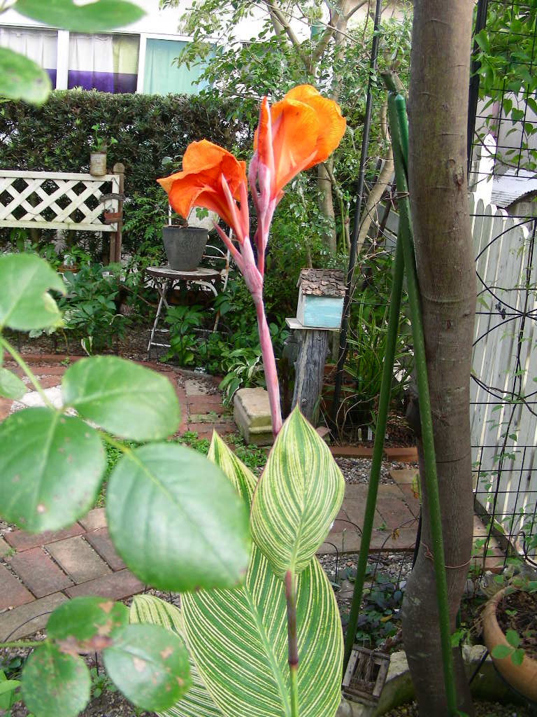 気がつくとｶﾝﾅの花が咲いてます。_b0096584_1743383.jpg