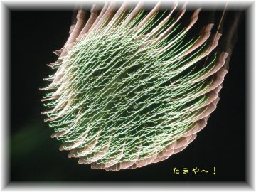 f0205887_2112954.jpg