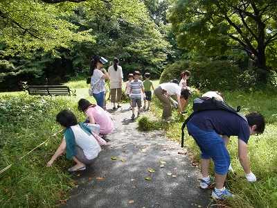 草抜き・植物標本作り_b0049307_15215283.jpg