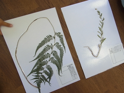 草抜き・植物標本作り_b0049307_15381352.jpg