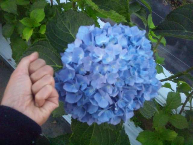 アジサイ_d0099708_14515072.jpg