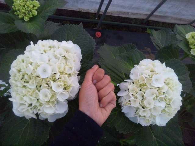 アジサイ_d0099708_14515085.jpg
