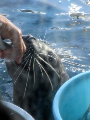 しながわ水族館（２０１２．８．１９撮影）_a0208109_20592334.jpg