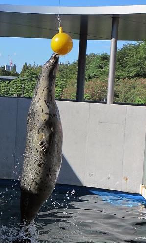 しながわ水族館（２０１２．８．１９撮影）_a0208109_20593921.jpg