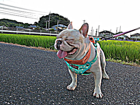 a0158613_7352488.jpg