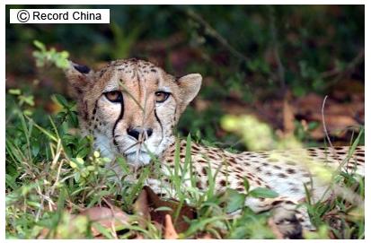 中国で発見された「世界最古」のチーターの化石はプラスチックと他の動物の歯で作られた模造品だった_c0025115_1913921.jpg