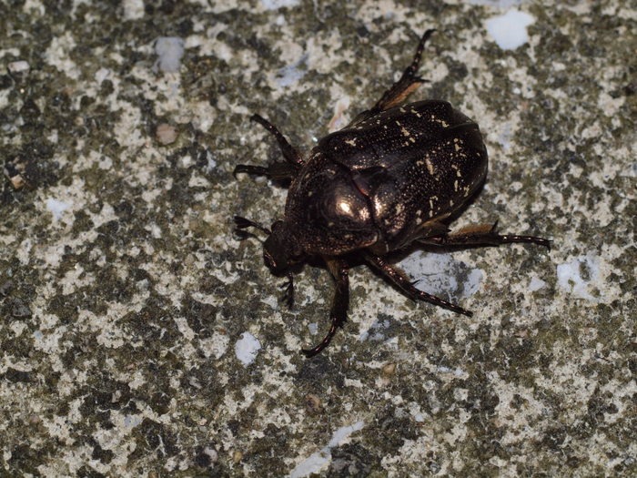 ミヤマオオハナムグリ？_c0116915_0273212.jpg
