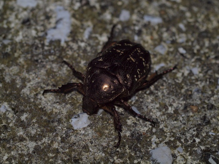 ミヤマオオハナムグリ？_c0116915_027426.jpg