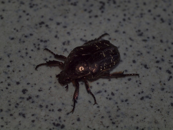 ミヤマオオハナムグリ?_c0116915_0285524.jpg