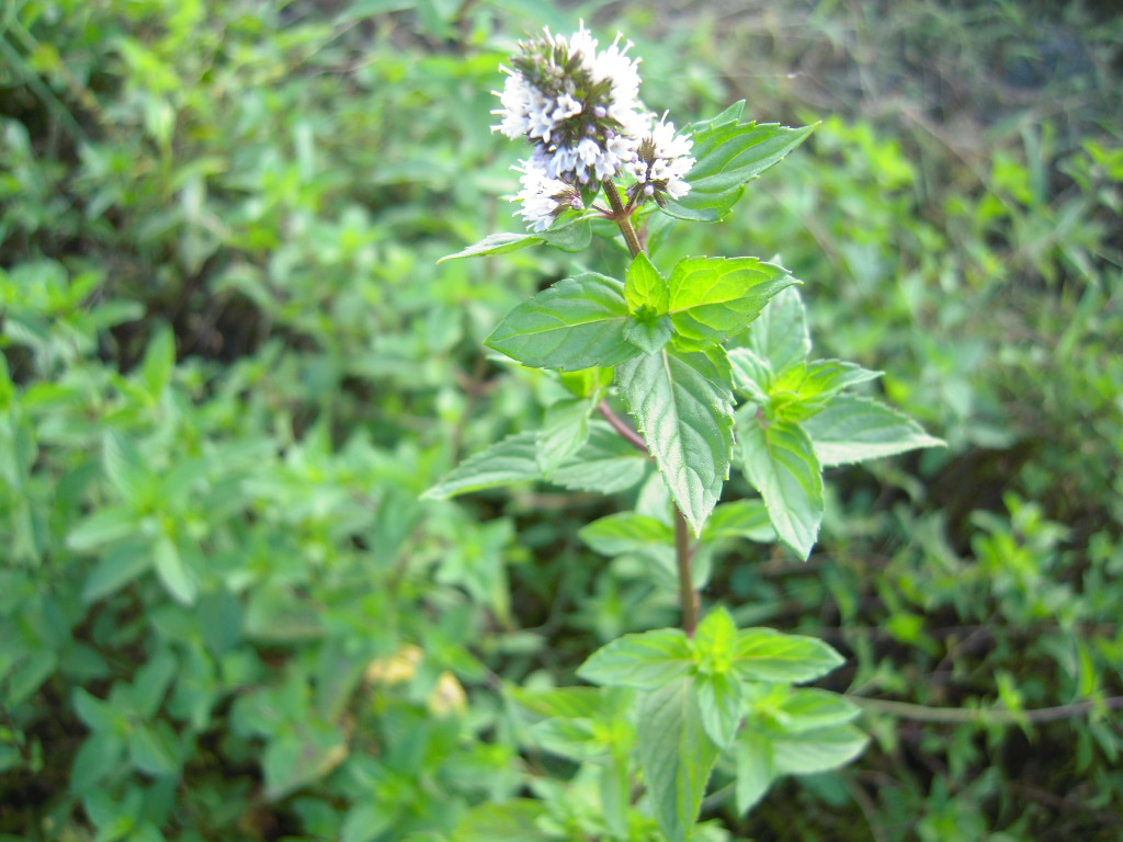 ブラックミントの花 Npo法人 青空ふれあい農園 ハーブ倶楽部たより
