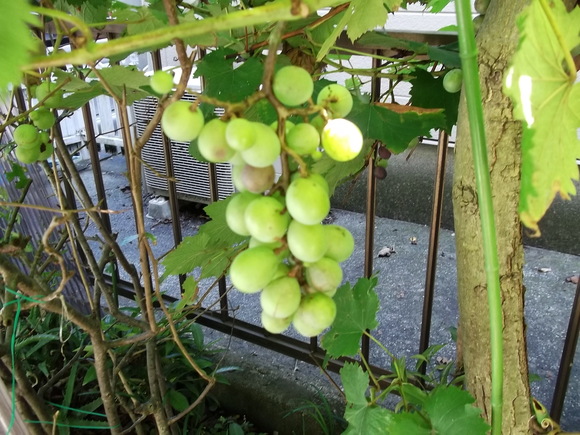 野菜の苗...暑さでダウン!_b0137932_2044547.jpg