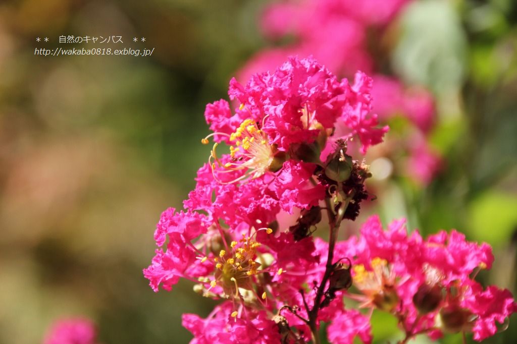 暑い日差しの中の花（＞＜）_e0052135_22161155.jpg