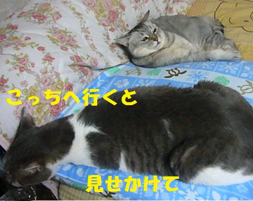 8月21日(タイトルも思い浮かばないorz)_f0002743_14353366.jpg